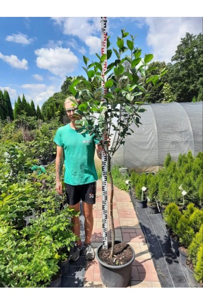 Аронія / Горобина чорноплодова (шароподібна на штамбі) - 15л/вис.170-190см/Ø60-80см/ШТАМБ 100-130см/обхват 7-9см